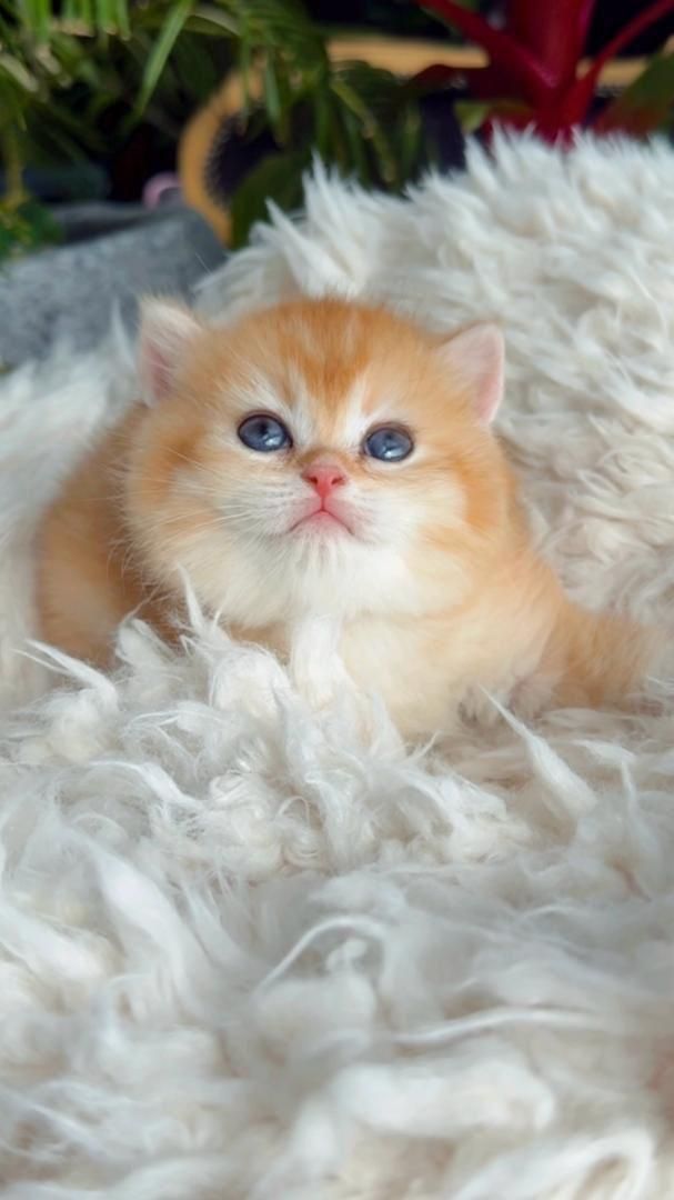 گربه های گوگولی مگولی پگولی|گربه|اصفهان, ابر|دیوار