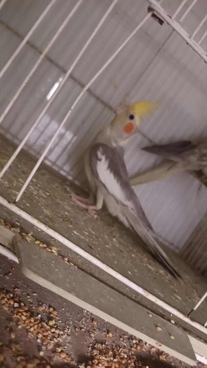 عروس هلندی|پرنده|تربت‌حیدریه, ۴۵ متری|دیوار