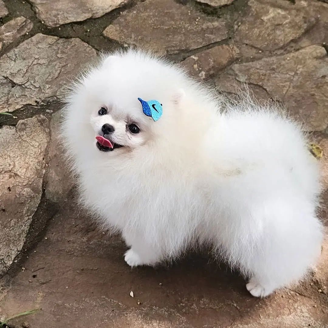 واکسیناسیون - پت - سگ - گربه|خدمات پیشه و مهارت|مشهد, شهرک امام هادی (شهرک غرب)|دیوار