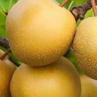 نهال های زود بازده گلابی گلدانی امکان کاشت چهارفصل|خدمات باغبانی و درختکاری|شیراز, بازار|دیوار
