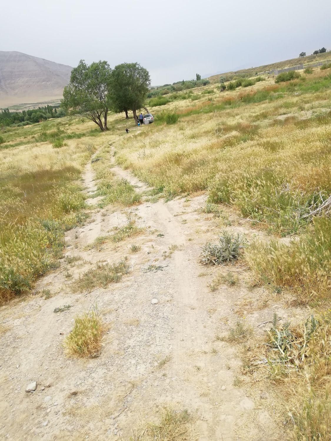 زمین باغی|فروش زمین و ملک کلنگی|زالیان, |دیوار