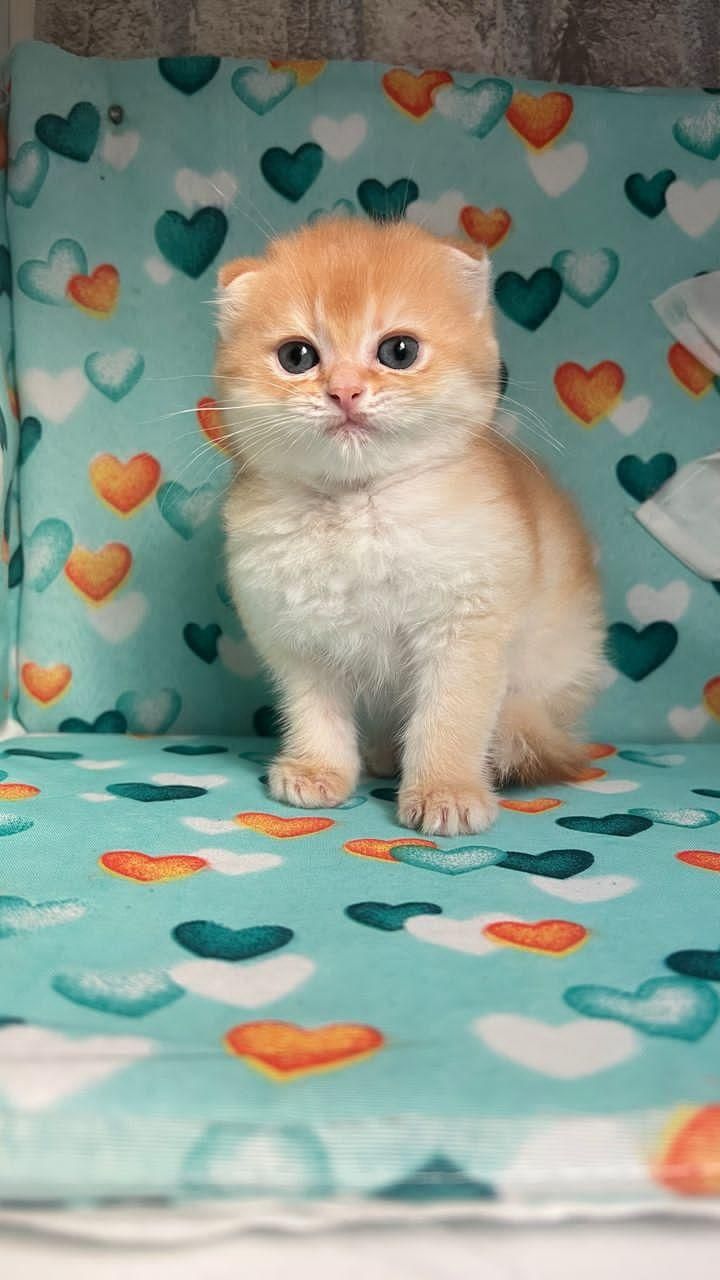 گربه های اشرافی iran cats|گربه|شیراز, ابیوردی|دیوار