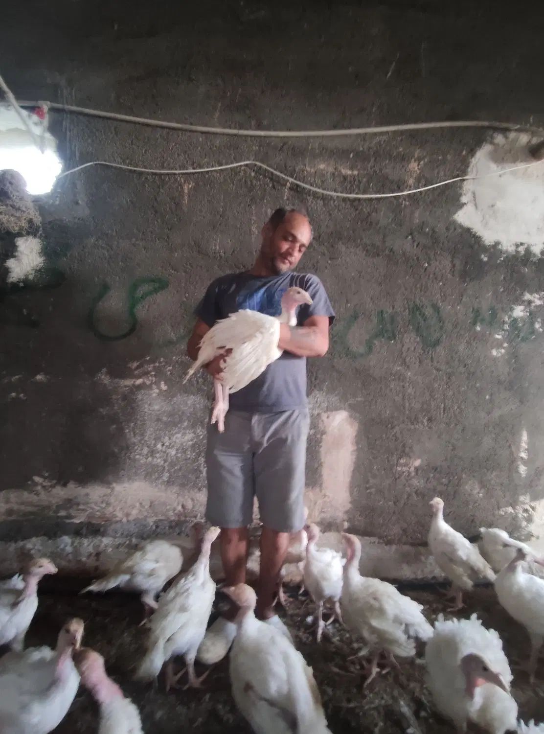 ۱۰۰۰ عدد جوجه بوقلمون بیوتی ۶ گوشتی سالم ۵۵ روزه|حیوانات مزرعه|مشهد, توس (بلوار توس)|دیوار