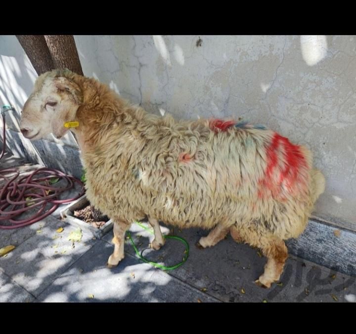 گوسفند ارسال تهرانپارس پیروزی نارمک پاسدارن درزنده|حیوانات مزرعه|تهران, تهرانپارس غربی|دیوار