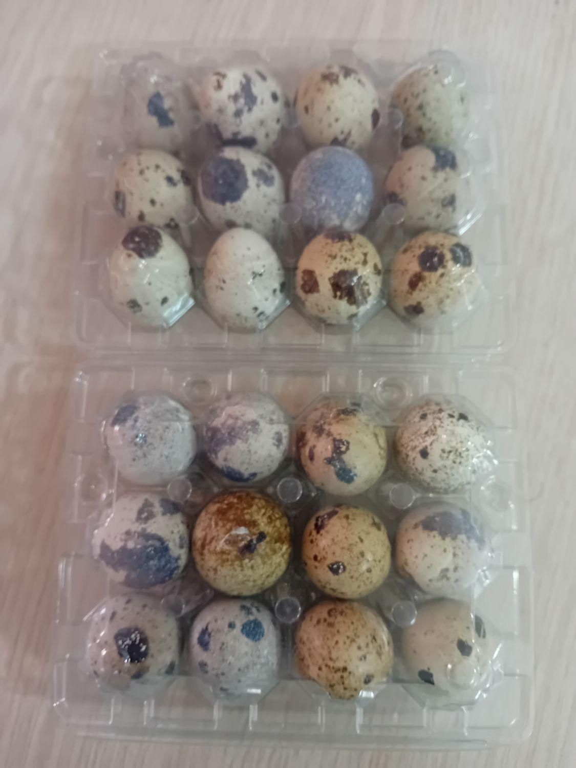 تخم بلدرچین نطفهدار با ضمانت کالا|حیوانات مزرعه|ساری, |دیوار