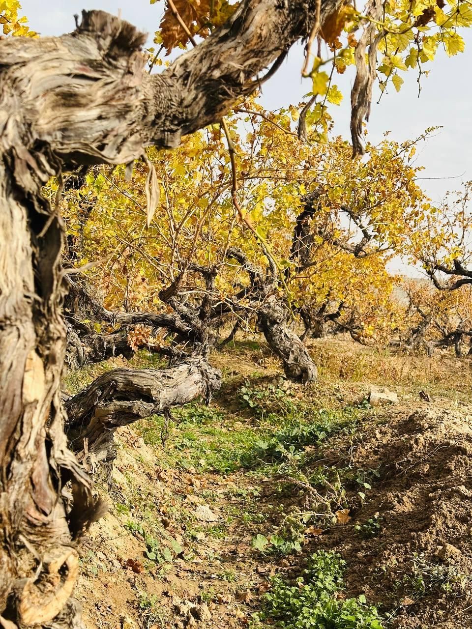 باغ مجوزدار/منطقه ای سودده/سند شش دانگ|فروش زمین و ملک کلنگی|تهران, اکباتان|دیوار