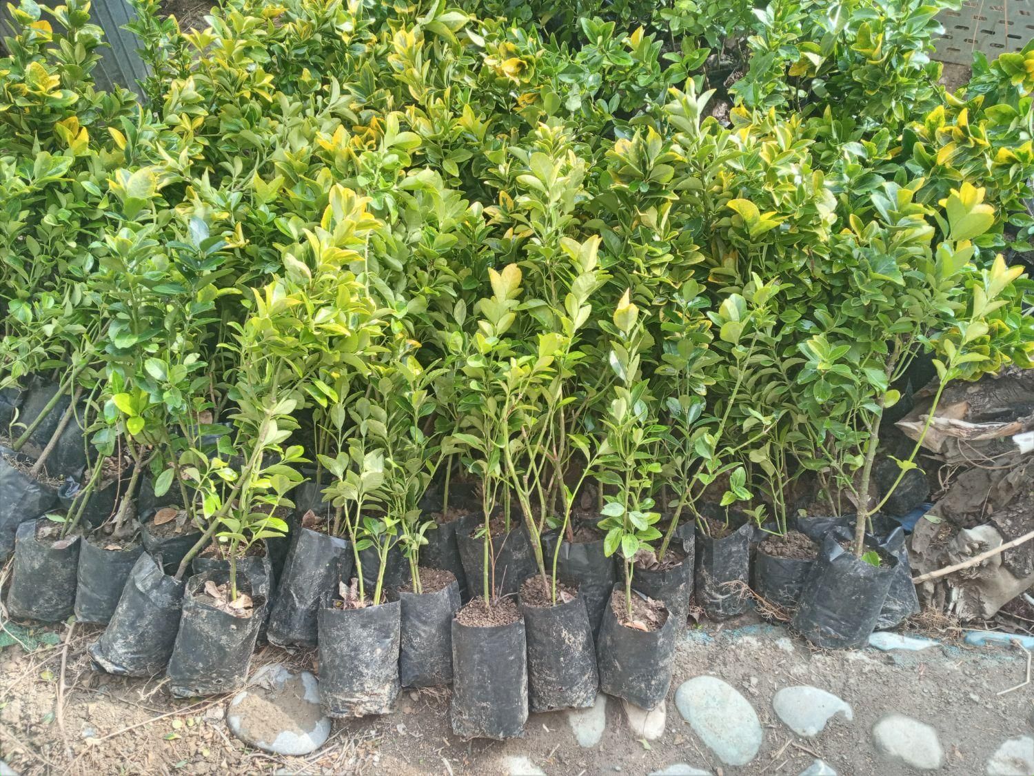 گل گیاه نهال|خدمات باغبانی و درختکاری|فردیس, شهرک ناز|دیوار