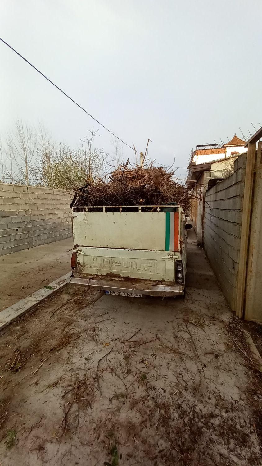 هرس  درخت وتمیز کاری باغ باغچه ویلا|خدمات باغبانی و درختکاری|بابل, |دیوار