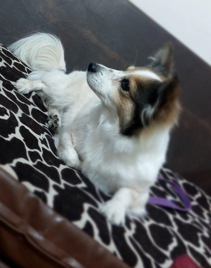 پامر اشپیتز|سگ|رباط‌کریم, نصیرشهر|دیوار