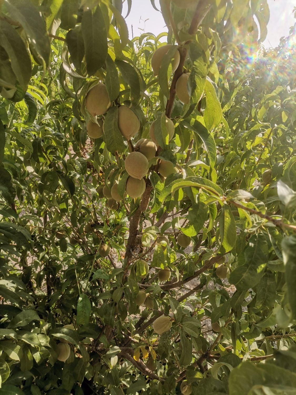 باغ قیمت مناسب|فروش زمین و ملک کلنگی|اصفهان, براآن شمالی|دیوار