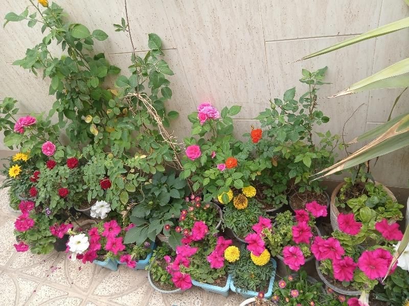 نگهداری و قبول گل و گیاه|گل و گیاه طبیعی|اصفهان, باغ فدک|دیوار
