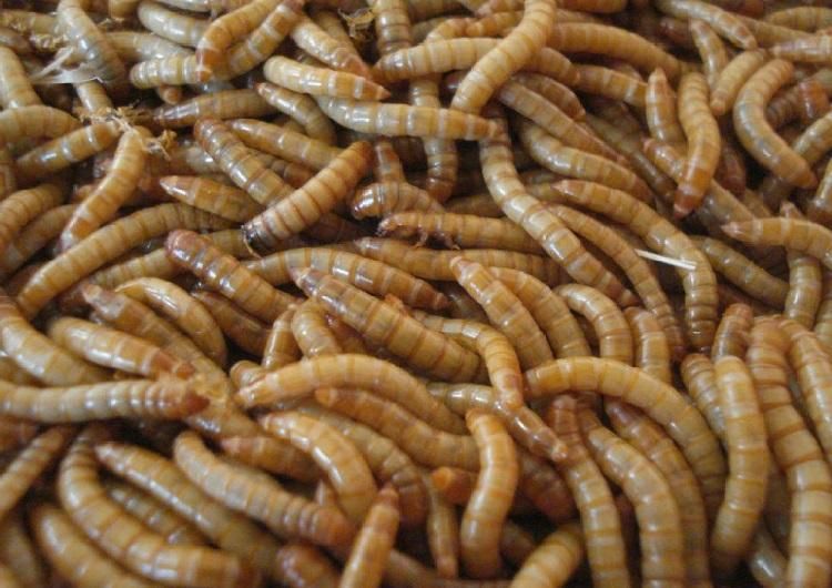 میلورم زرد طلایی|خزنده|اهواز, حصیرآباد|دیوار