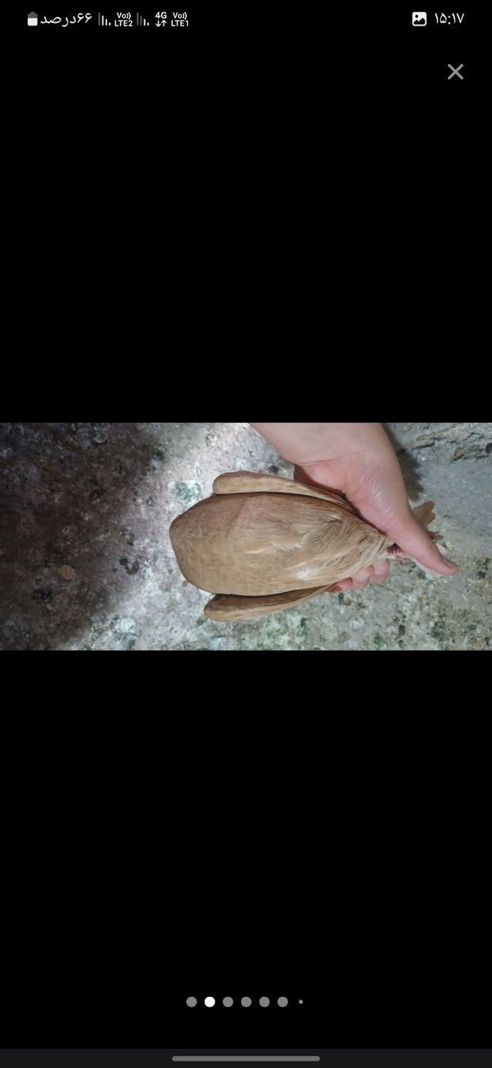 کفتر|پرنده|کرمان, |دیوار