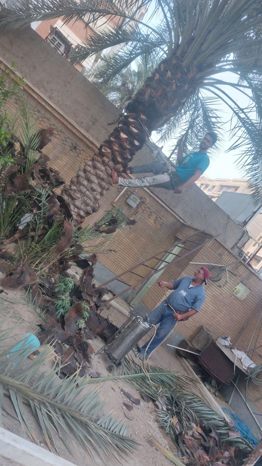بریدن نخل قطع درخت هرس نخل سمپاشی نخل باغبانی|خدمات باغبانی و درختکاری|اهواز, شهرک نفت|دیوار