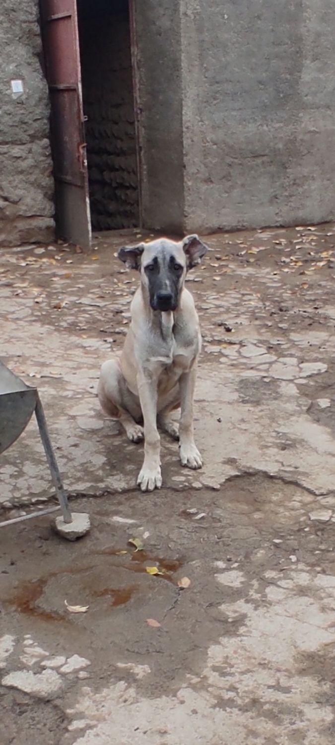 گمشده|سگ|میلاجرد, |دیوار