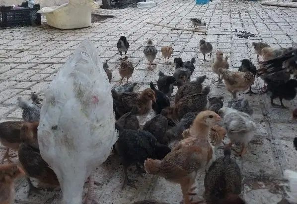 جوجه20روزه درشت|حیوانات مزرعه|مشهد, پنجتن|دیوار