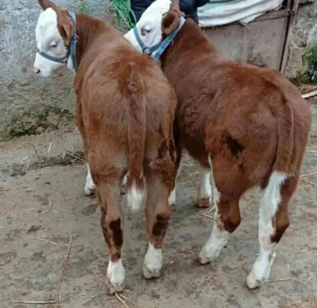 فروش گوساله جنس|حیوانات مزرعه|بندر ترکمن, |دیوار