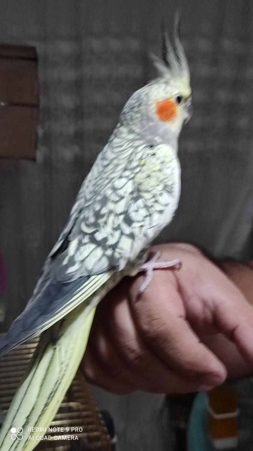 پرورش عروس هلندی|پرنده|همدان, |دیوار