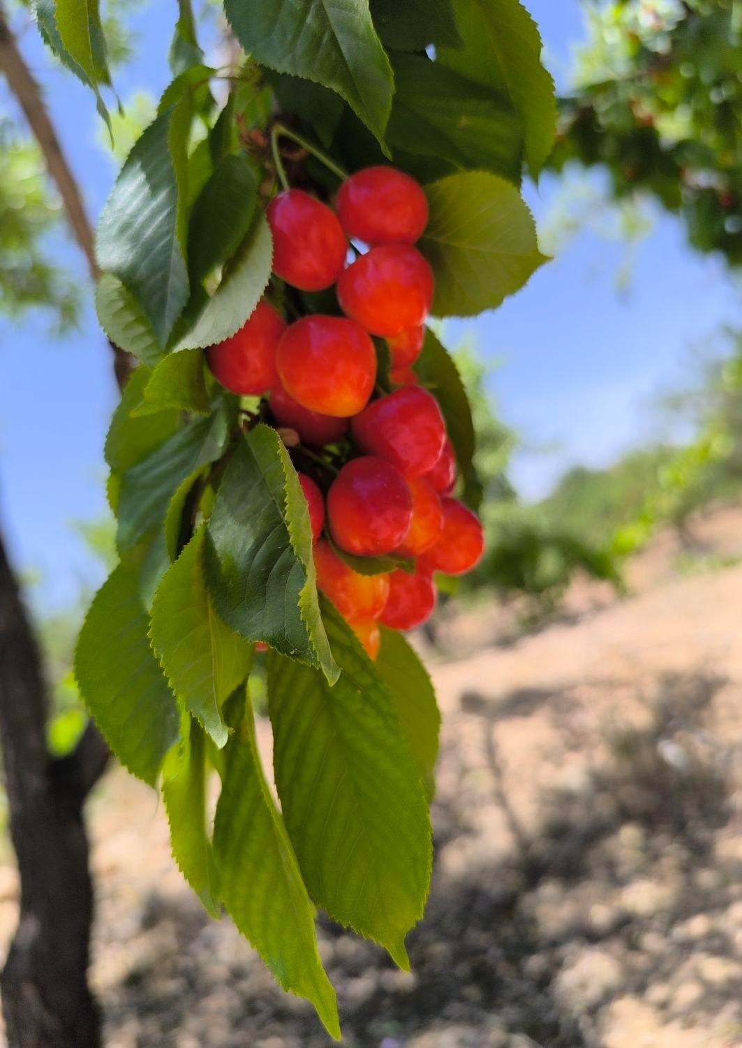 باغ مستح و صاف|فروش دفتر صنعتی، کشاورزی، تجاری|سامان, |دیوار