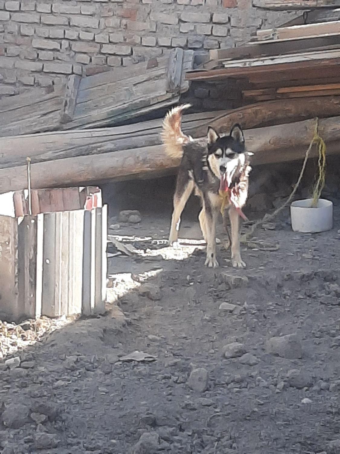 سگ هاسکی زیبا و مهربون|سگ|ارومیه, |دیوار