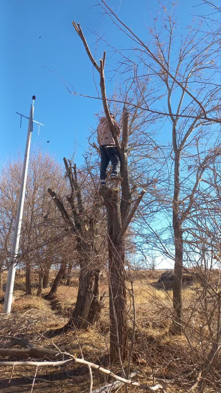 خرید انواع چوب|خدمات باغبانی و درختکاری|اراک, |دیوار