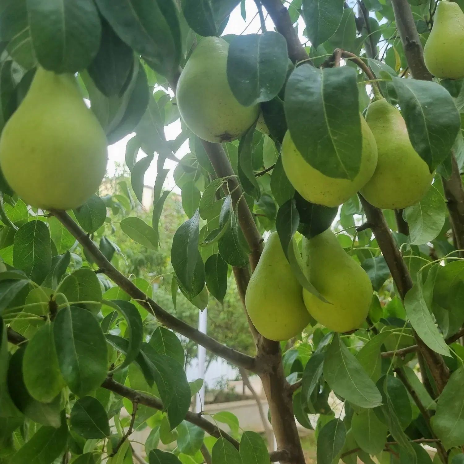 معاوضه زمین با ماشین|فروش زمین و ملک کلنگی|اصفهان, کارلادان|دیوار