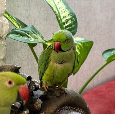 طوطی ملنگو بنام آقا چیکو گمشده مژدگانی به یابنده|حیوانات|شاهدشهر, |دیوار