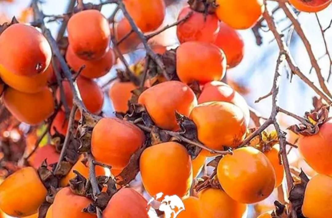 نهال های خرمالو تنومند چهار ساله بزرگ پیوندی دیرگل|خدمات باغبانی و درختکاری|تبریز, |دیوار