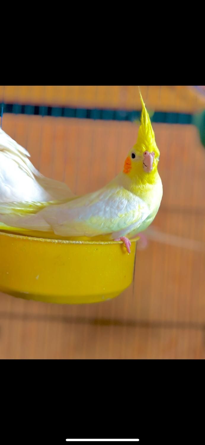 عروس هلندی لوتینو|پرنده|شوش, |دیوار