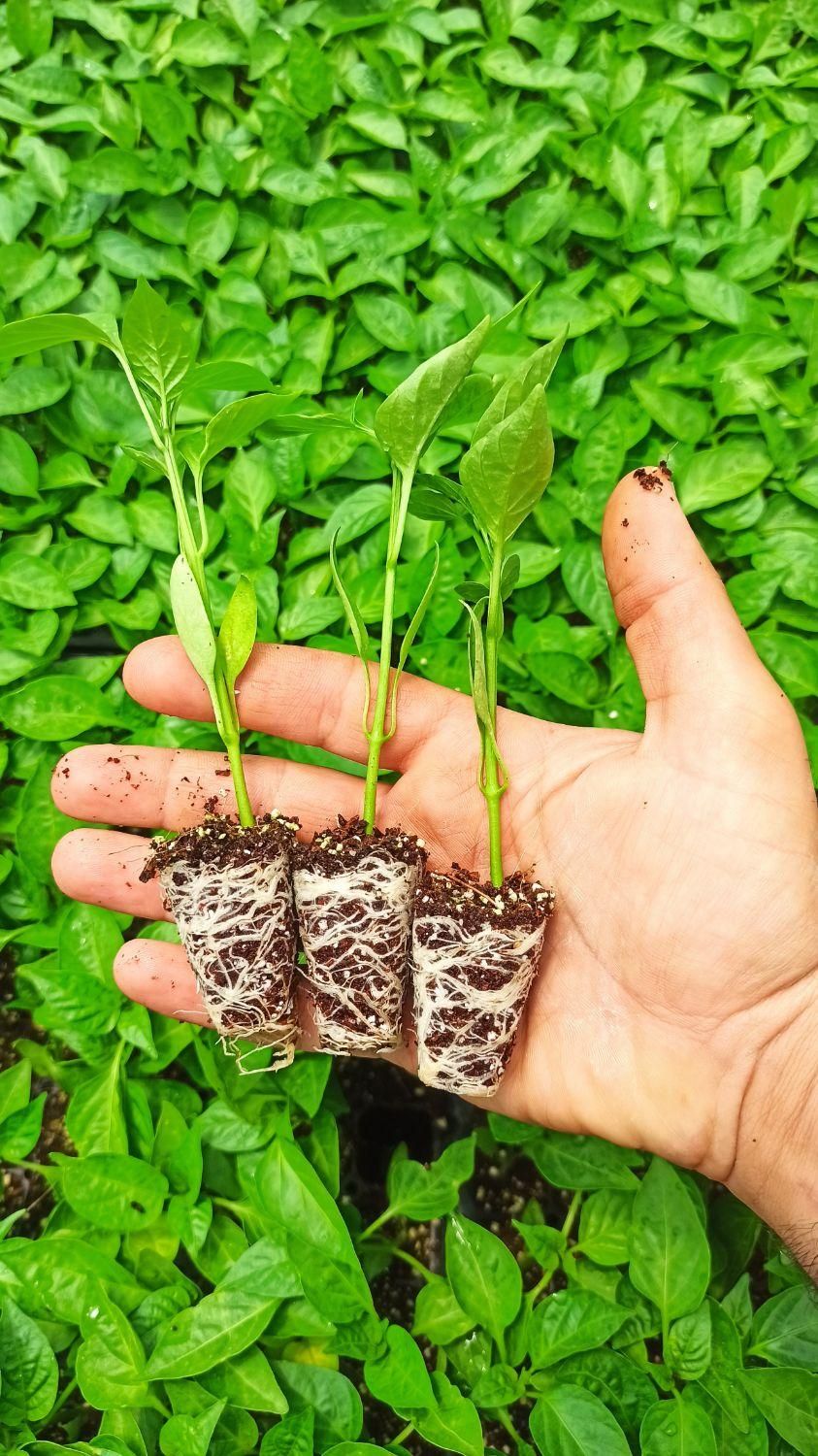 نشا گوجه فلفل بادمجان کرفس و...|خدمات باغبانی و درختکاری|مرودشت, تخت جمشید|دیوار