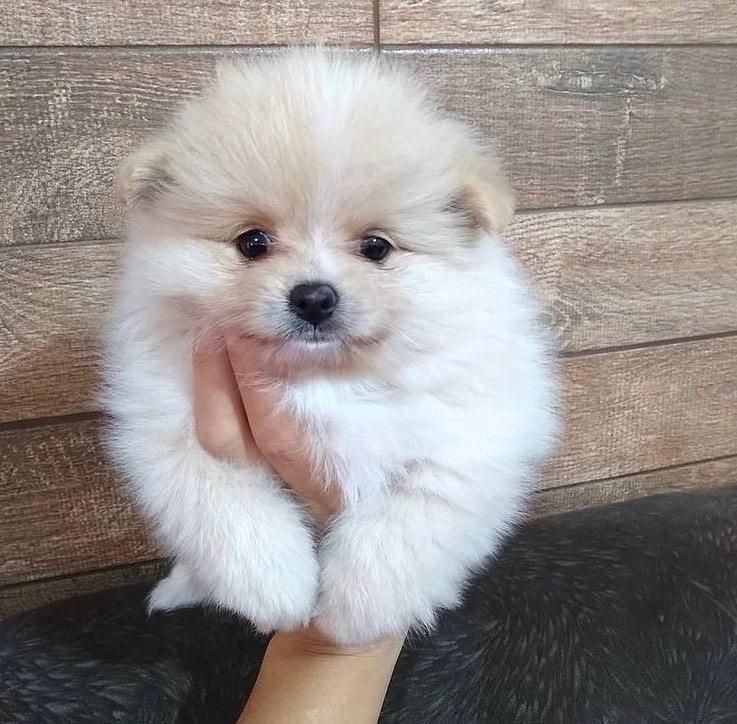 توله مالتیز پودل عروسکی|سگ|شیراز, معالی‌آباد|دیوار