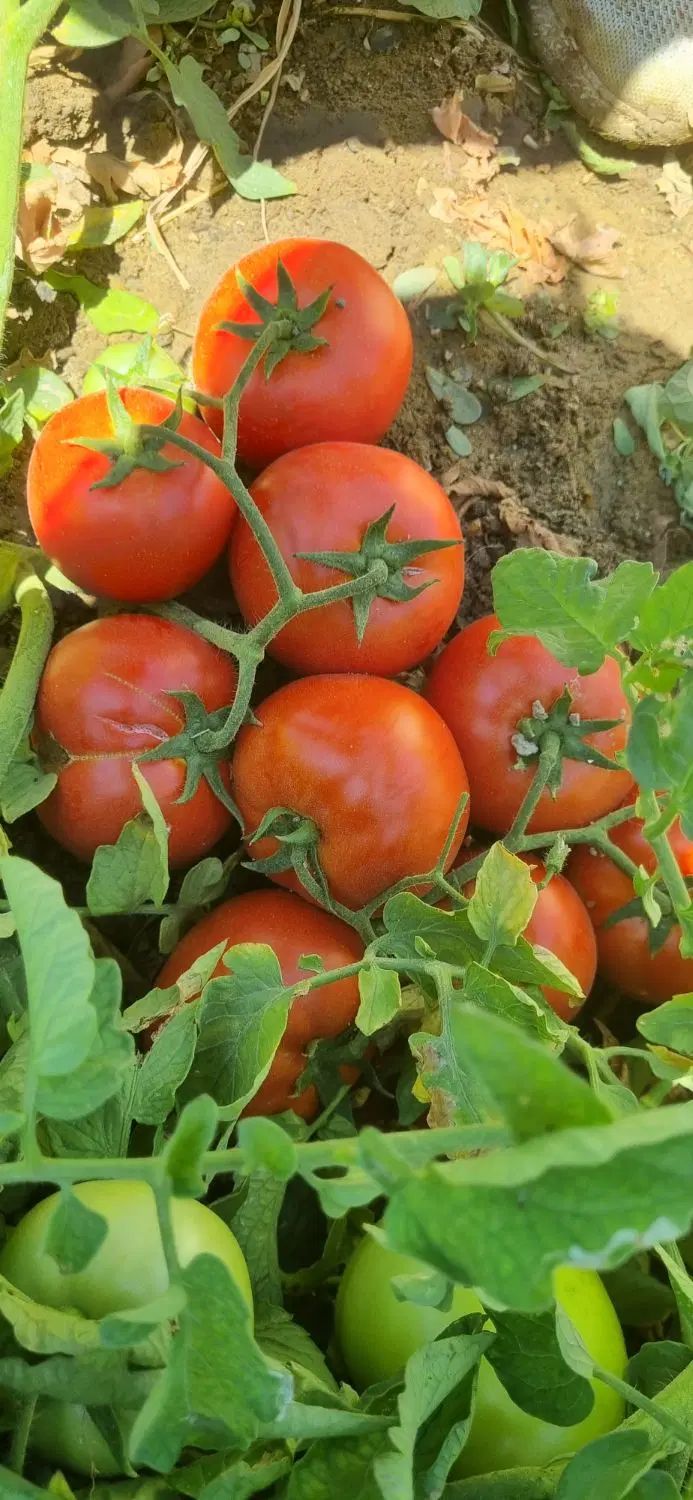 رب خانگی|خوردنی و آشامیدنی|مشهد, فردوسی|دیوار