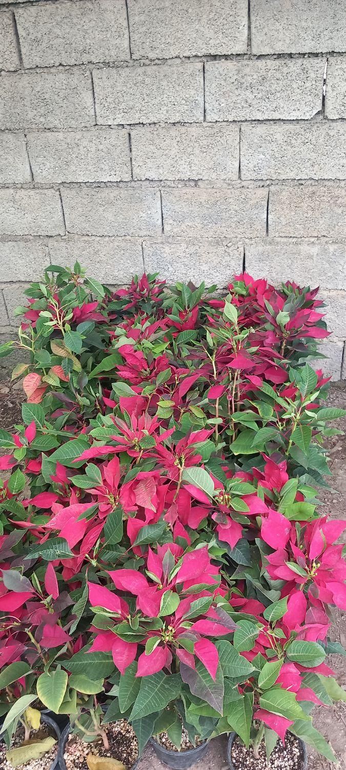 هرصکاری قطع وخریددرخت مزاحم درمحل|خدمات باغبانی و درختکاری|چمستان, |دیوار