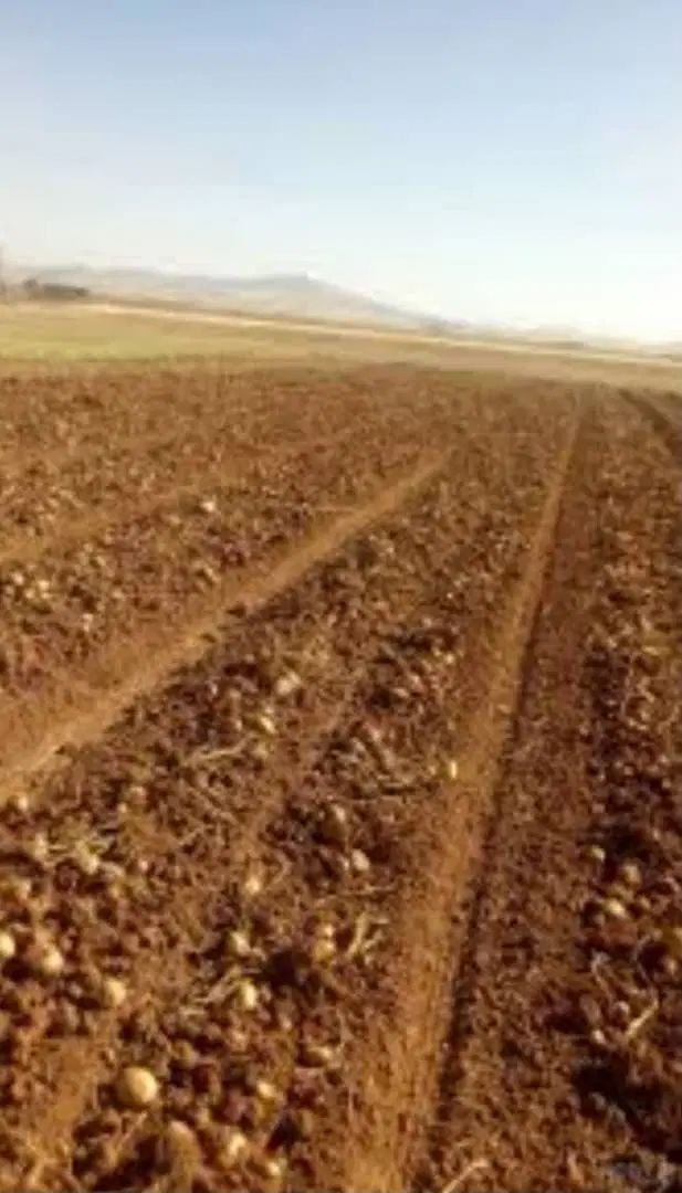 فروش ۳هکتار زمین کشاورزی با ۱۲ساعت آب ۴اینچ|فروش دفتر صنعتی، کشاورزی، تجاری|فسا, |دیوار