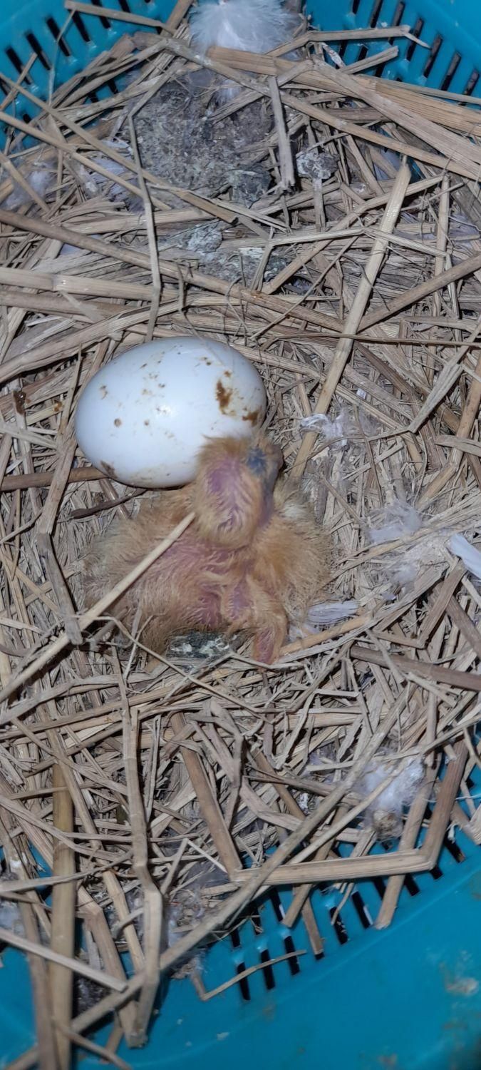 فروش انواع نژاد های کبوتر وتخم کفتر|پرنده|رضوانشهر, |دیوار