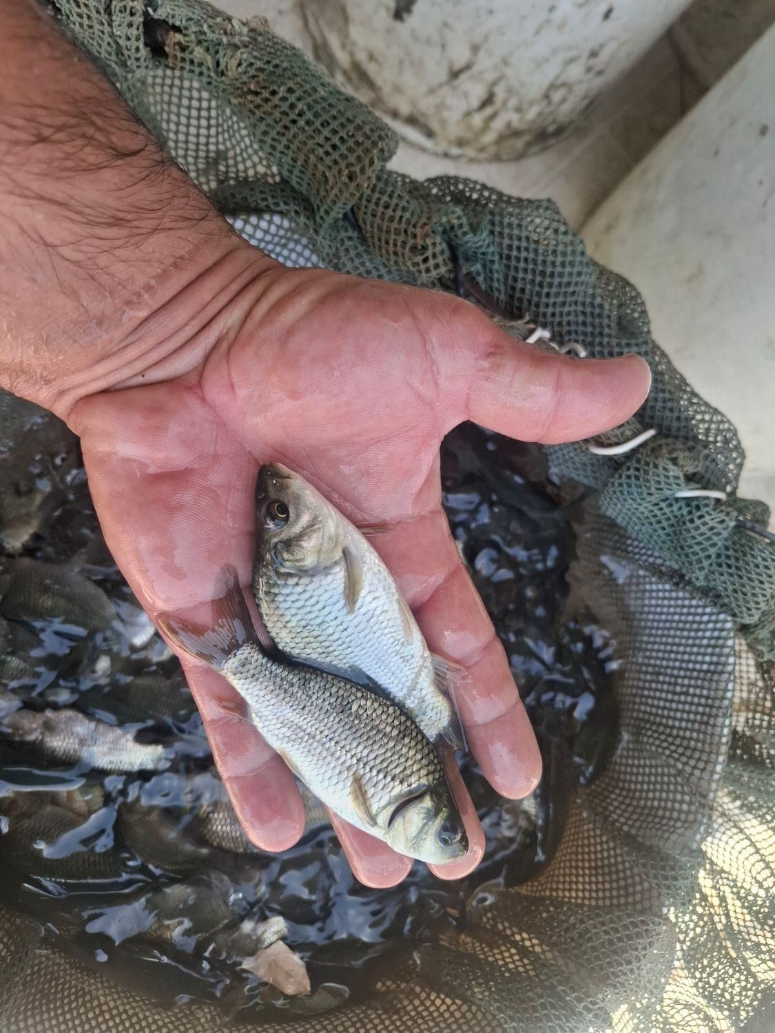 گرمابی بچه ماهی بیگهدوامور و...|ماهی|کرج, شهرک یاس شمالی|دیوار