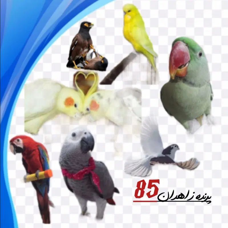 پرندگان جزیات بخونید|پرنده|تهران, آرارات|دیوار