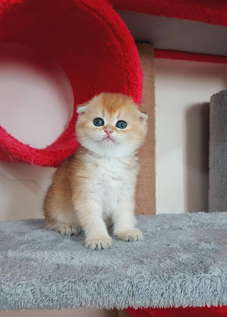 گربه های زیبا و اصیل (پرشین / بریتیش / اسکاتیش )|گربه|اصفهان, جلفا|دیوار