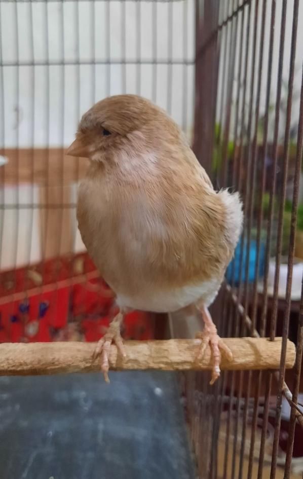 سهره قناری نر گلاستر  معاوضه با پرنده|پرنده|شیراز, میانرود|دیوار