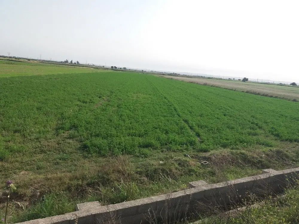 فروش 1.5هکتار زمین آبی کارخانه سیمان ابتدای سدشهدا|فروش دفتر صنعتی، کشاورزی، تجاری|بهبهان, |دیوار