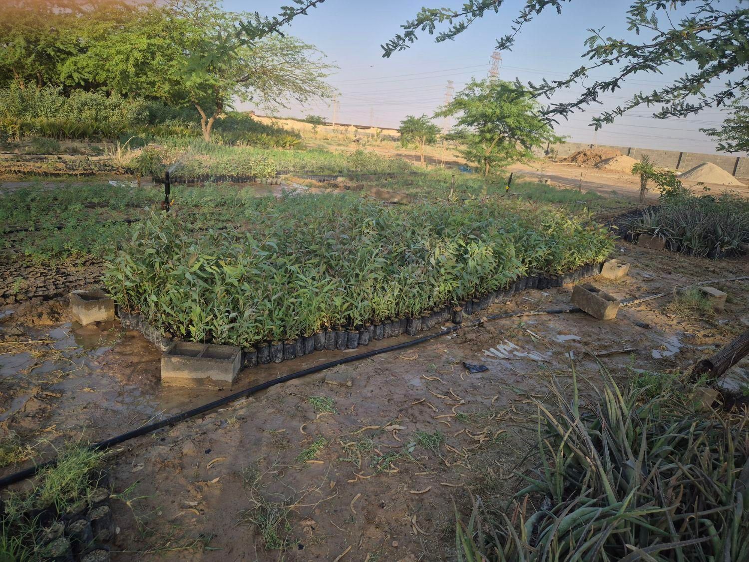 سلام نهالستان امبین بندر ماهشهر|خدمات باغبانی و درختکاری|بندر ماهشهر, |دیوار