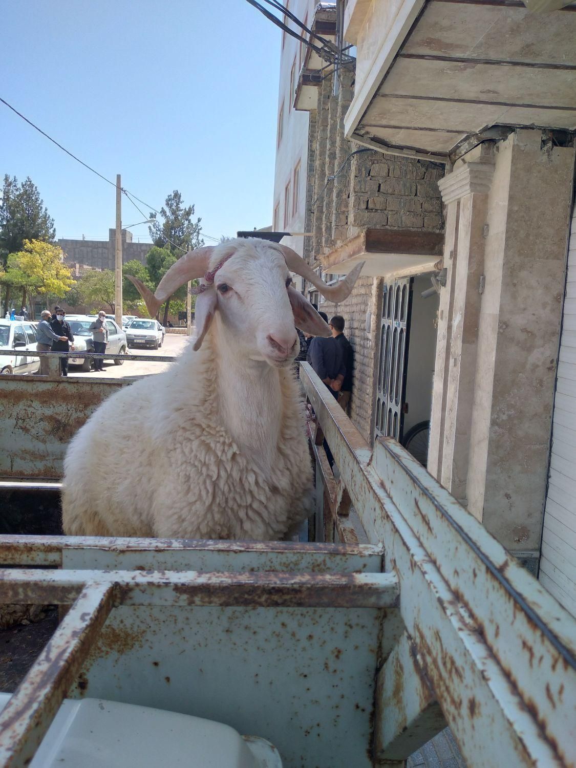 گوسفند و بره زنده همراه قصاب|حیوانات مزرعه|بجنورد, |دیوار