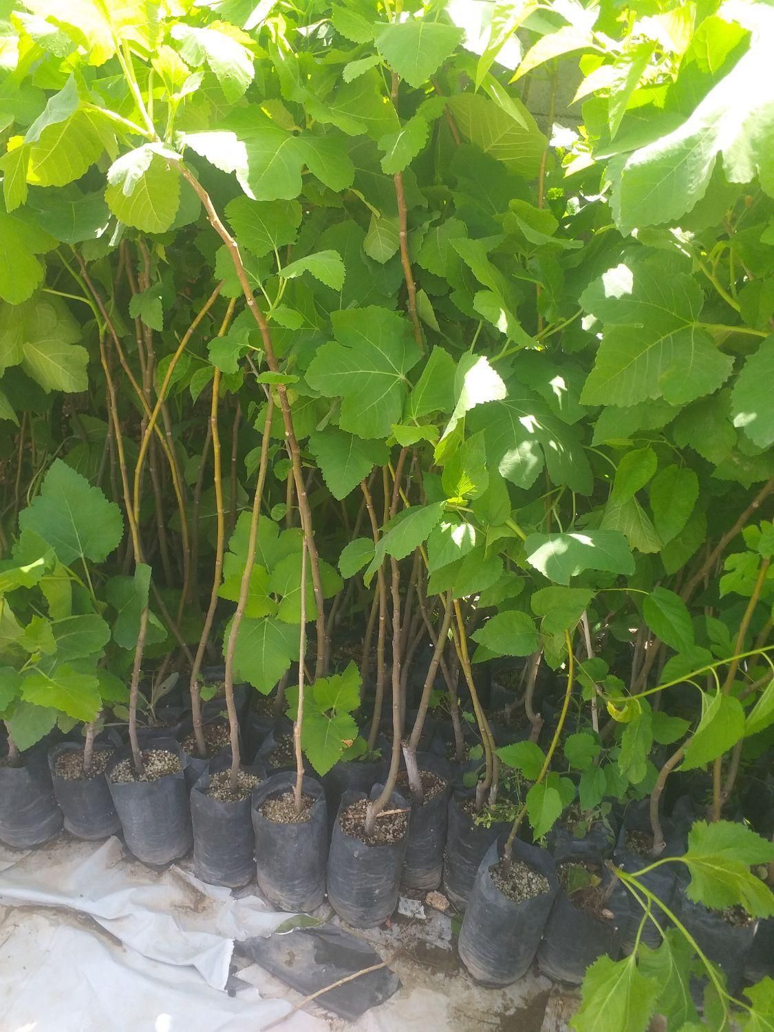 گلخانه|خدمات باغبانی و درختکاری|مسجد سلیمان, |دیوار