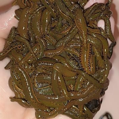 زالوی طبی  تبریز زالو|خدمات آرایشگری و زیبایی|تبریز, |دیوار