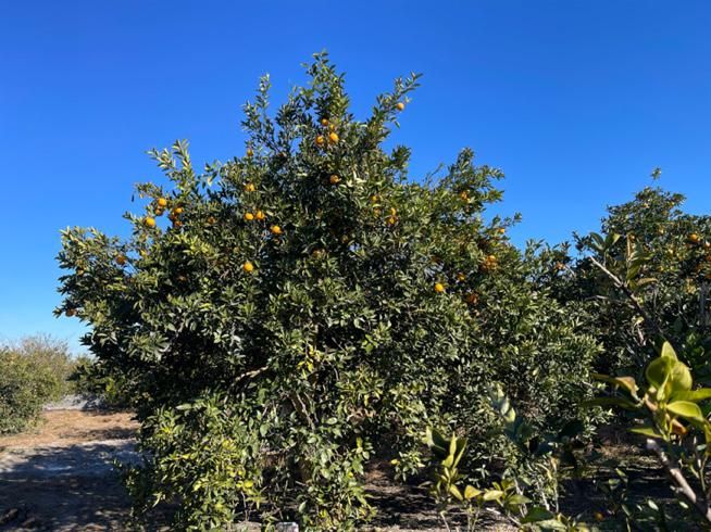 فروش زمین ۵۰۰ متری در /شمال|فروش زمین و ملک کلنگی|تهران, جنت‌آباد جنوبی|دیوار