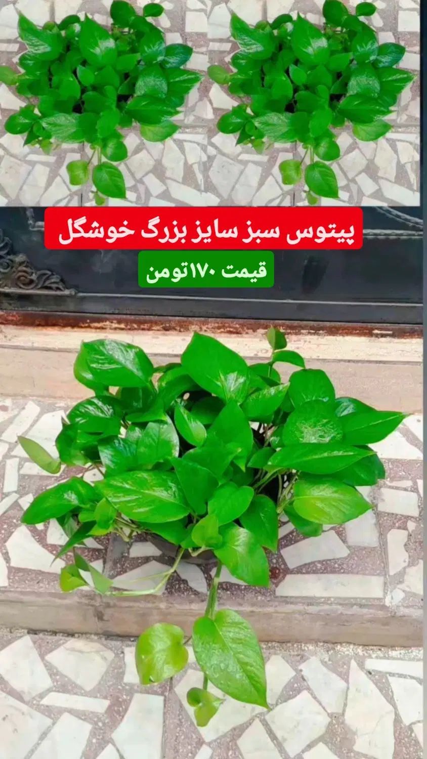 شفلرا طلایی همینقدر خوشرنگ خوشگل قیمت ۲۵۰|گل و گیاه طبیعی|رشت, عینک|دیوار