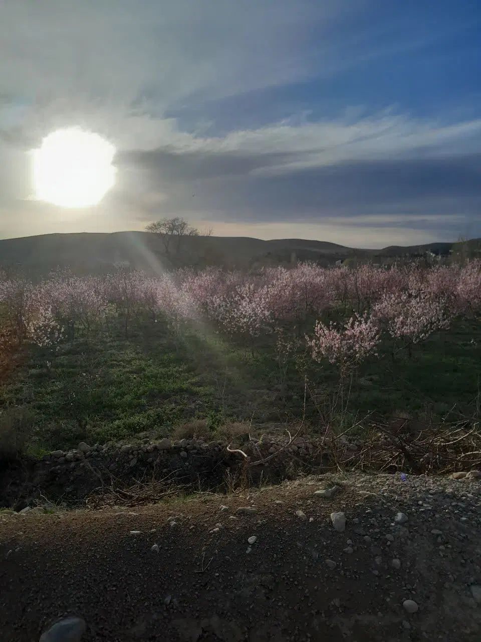 باغچه دور دیوار.در روستای رضوان اندرخ|فروش زمین و ملک کلنگی|مشهد, ولیعصر (شهرک غرب)|دیوار