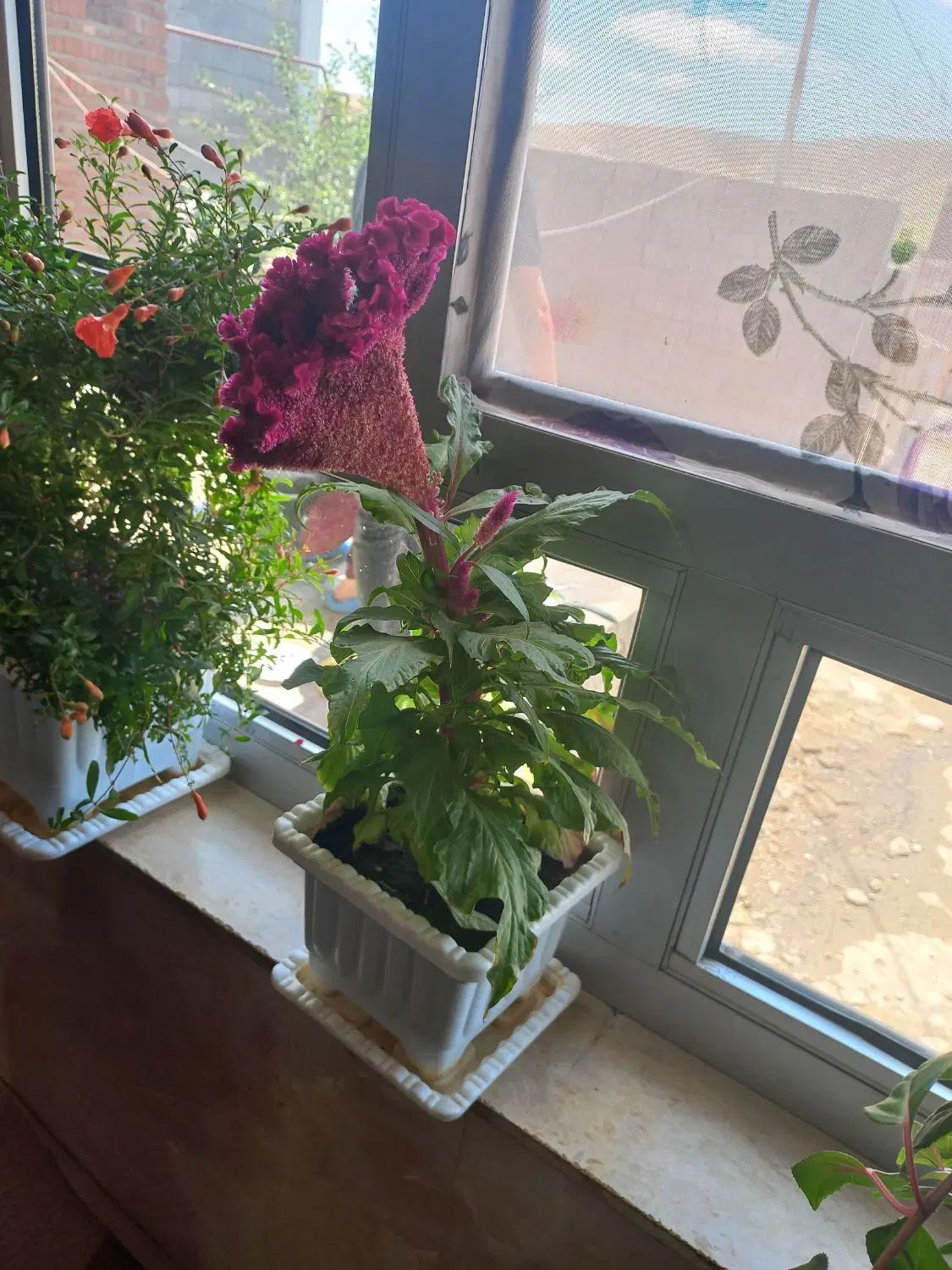 نیازمندرحم اجاره ای هستم ۳۰۰میلیون ماهی ۵ تومن|فعالیت داوطلبانه|رباط‌کریم, شهرک صنعتی نصیرآباد|دیوار
