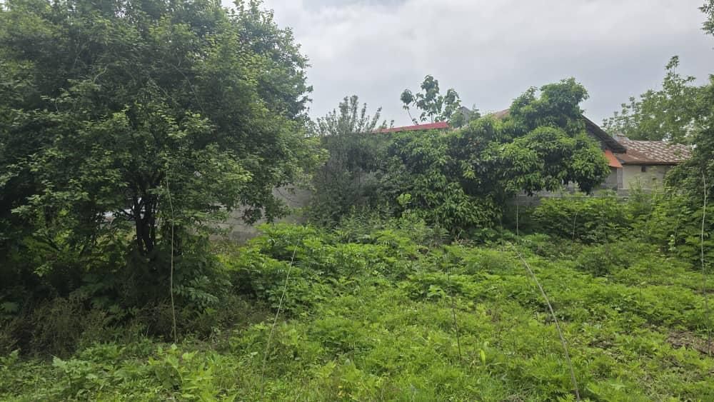 دو پلاک زمین ۲۸۲متری داخل بافت /قابل ساخت/کاسبی|فروش زمین و ملک کلنگی|لشت نشا, |دیوار