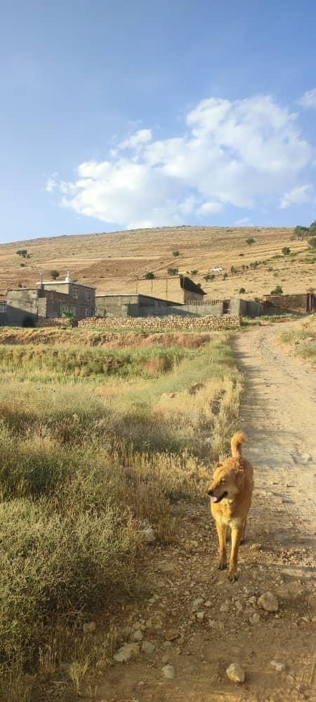 گاوداری صنعتی|فروش دفتر صنعتی، کشاورزی، تجاری|شیراز, ارم|دیوار
